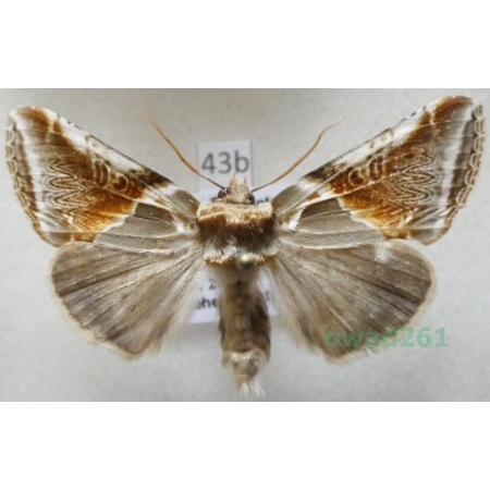 Habrosyne pyritoides (Hufnagel, 1766) Pluszówka agatka Czech43b